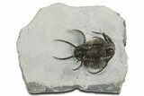 Spiny Ceratarges Trilobite - Zireg, Morocco #350522-3